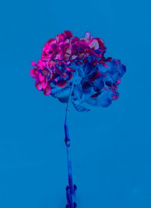 Hydrangea 2, 2019 (foto) av Teis Albers