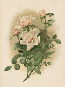 Duchesse De Vallombrosa-rosor av Thaddeus Welch