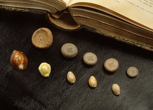 Cowrie-skalpengar och terrakottamynt från Ayutthaya-perioden (skal & terrakotta)