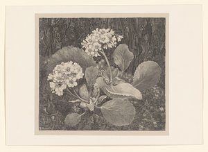 Primrosa i mossan Flower Studies (original serietitel) av Theo van Hoytema