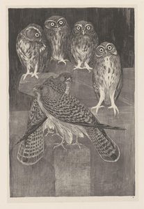 Fyra små ugglor och två tornfalk Animal Studies (original serietitel)