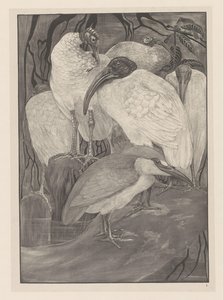 Fem ibisar och en natthäger Animal Studies (original serietitel) av Theo van Hoytema