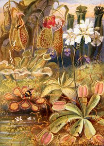 En grupp köttätande växter, illustration från "Wonders of Land and Sea" av Graeme Williams