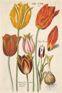 Tulpaner. Från nya Florilegium, det vill säga av Variorum och Most of the Rays of Flowers and Plants, pub. 1612 (handfärgad gravyr)
