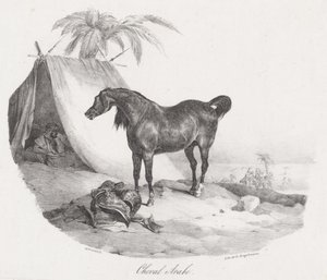 Arabhäst (An Arabian Horse) av Theodore Gericault
