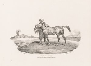 Olika motiv tecknade efter naturen och på sten:  En arabhäst av Theodore Gericault