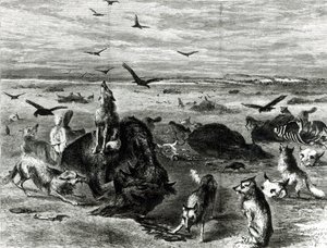Slagtning af bøfler på sletterne, fra Harpers Weekly 1872 swed