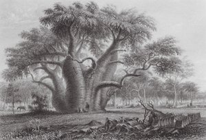 Australien: Boadabträdet (gravyr) av Thomas (after) Baines