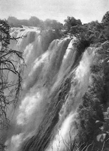 Östlig grå starr, Victoriafallen, Livingstone till Broken Hill, norra Rhodesia, 1925 1927. av Thomas A. Glover