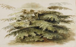 En studie av ett cederträd i Merton av Thomas Baxter