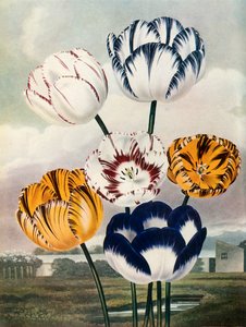 Tulpaner, c1802-1821, 1948.