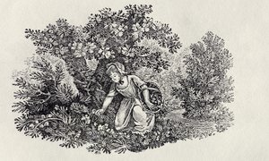 En tjej samlar blommor från "History of British Birds and Quadrupeds" av Thomas Bewick