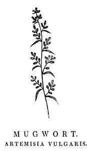 En gravyr av träblock som föreställer en kvist av muggört, en art av aromatiska växter i släktet Artemisia. Träsnitt av Thomas Bewick (1753-1828), en engelsk gravör och naturhistorisk författare av Thomas Bewick