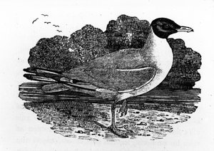 Svarthuvad mås, illustration från "A History of British Birds" av Thomas Bewick, första gången publicerad 1797. av Thomas Bewick