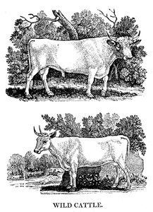 Brittisk vild eller parkboskap, 1790 av Thomas Bewick