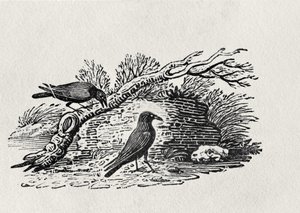 Kråkor (Corvus corone corone) från "History of British Birds" volym I, pub. 1797 (trästick)