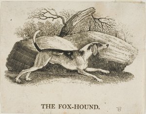 Rävhund av Thomas Bewick
