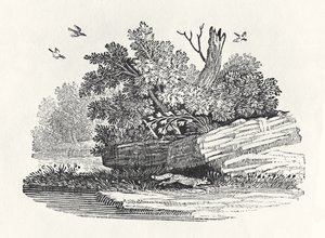 Fox escapeing, från 