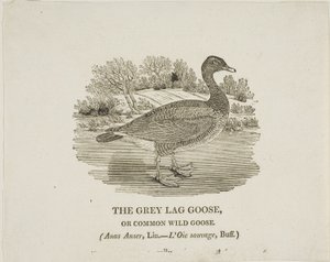 Grey Lag Goose av Thomas Bewick