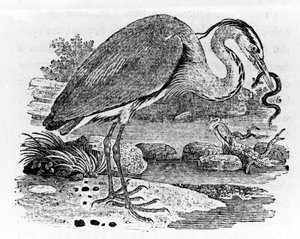 Heron, illustration från "A History of British Birds" av Thomas Bewick, publicerad första gången 1797