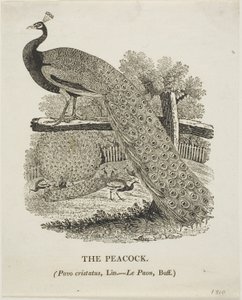 Påfågel av Thomas Bewick