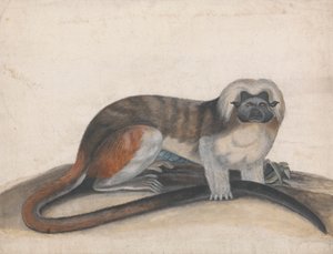 Studera för "The Pinche or Red Tailed Monkey" (tidigare Cottenhead Marmoset) av Thomas Bewick