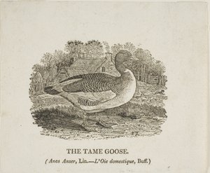 Tama gåsen av Thomas Bewick