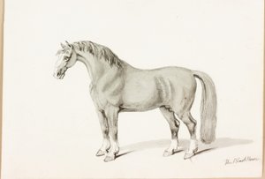 Den svarta hästen (bläck på papper) av Thomas Bewick