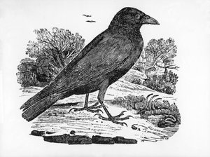 Carrion Crow, illustration från 