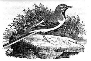 The Grey Wagtail, illustration från "A History of British Birds" av Thomas Bewick, publicerad första gången 1797