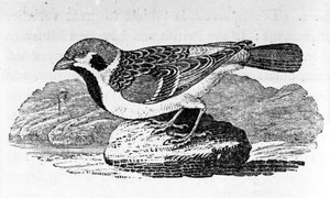 The Mountain Sparrow, illustration från "A History of Birds" av Thomas Bewick, publicerad första gången 1797 av Thomas Bewick