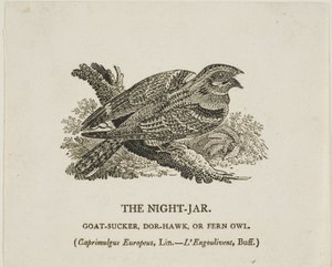 Natt-Jar av Thomas Bewick