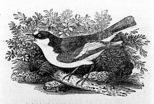 The Pied Flycatcher, illustration från "A History of British Birds" av Thomas Bewick, publicerad första gången 1797