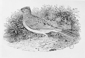 Skylarken (Alauda arvensis) från "History of British Birds" Volume I, pub. 1797 (trägravyr) av Thomas Bewick