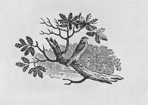 Sparrowhawken (Accipiter nisus) från "History of British Birds" volym I, pub. 1797 (trästick) av Thomas Bewick