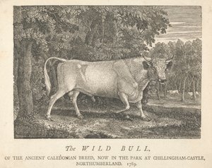 Den vilda tjuren, av den antika kaledonska rasen, nu i parken i Chillingham-Castle, Northumberland.