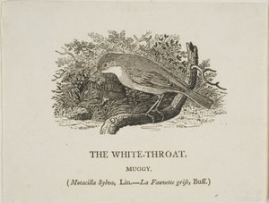 White Throat (fågel) av Thomas Bewick