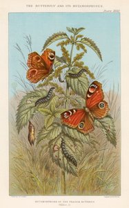 Metamorfoser av påfågelfjärilen, 1888