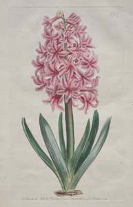 The Botanical Magazine eller Flower Garden Visas: Trädgårdshyacint av Thomas Curtis