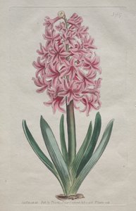 The Botanical Magazine eller Flower Garden Visas: Garden Hyacinth, 1806. av Thomas Curtis