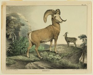 Argali av Thomas Doughty