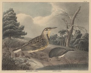 Meadow Lark and Snow Bird, från 