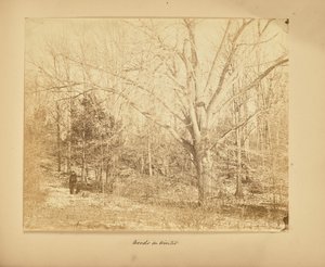 Skogen på vintern av Thomas E. Jevons