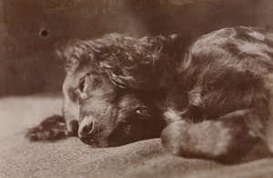 Boyce, porträtt av en setterhund av Thomas Eakins