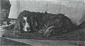Eakins hund Harry, ca. 1880-1890. av Thomas Eakins