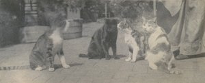 Fyra katter, ca. 1895. av Thomas Eakins