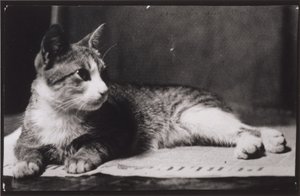 Fru Thomas Eakins katt av Thomas Eakins