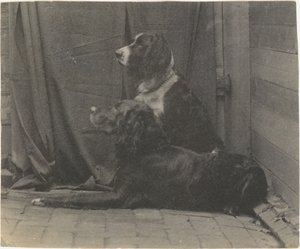 [Thomas Eakins hund Harry och en annan setter], 1880-talet, 1880-talet. av Thomas Eakins