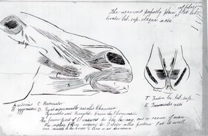 Untitled Anatomical Study Of Horse