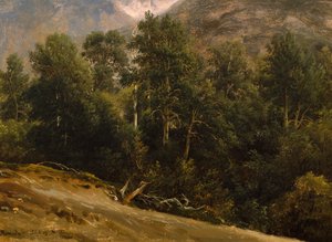 Skog i Romsdal